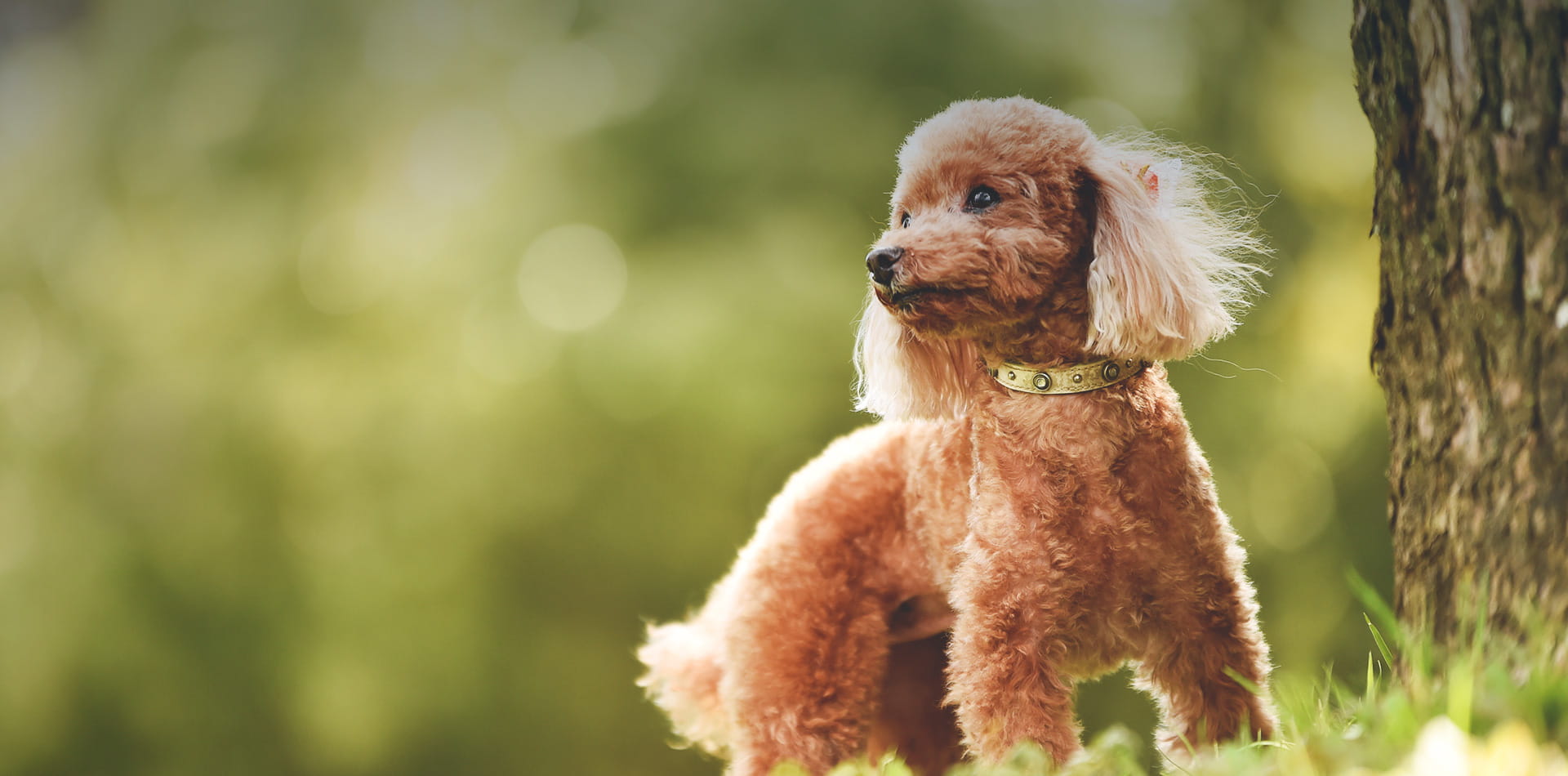 イメージ:IZU PENINSULA La Dog Resort